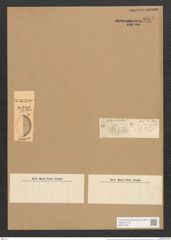 Orthoneis fimbriata (Ehr.) Grun. (de-Toni-Nr.: Genus 41, Species 1907) Zeichnungen Sammlung Grunow Nr. 3783 (NHMW-BOT-W0371454)
